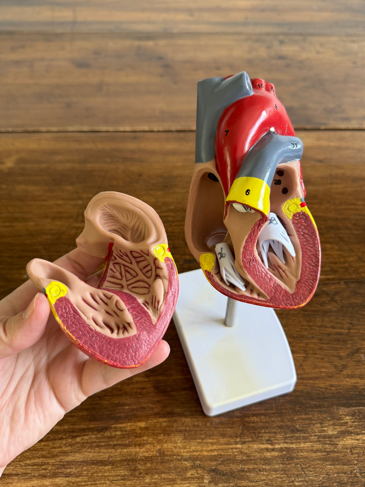 Plastic Learning Heart Model with Removable Cover and Numbered Areas