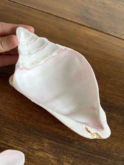 Carved Conch Shell Dish with Shell Spoon - Mermaid Dining Set