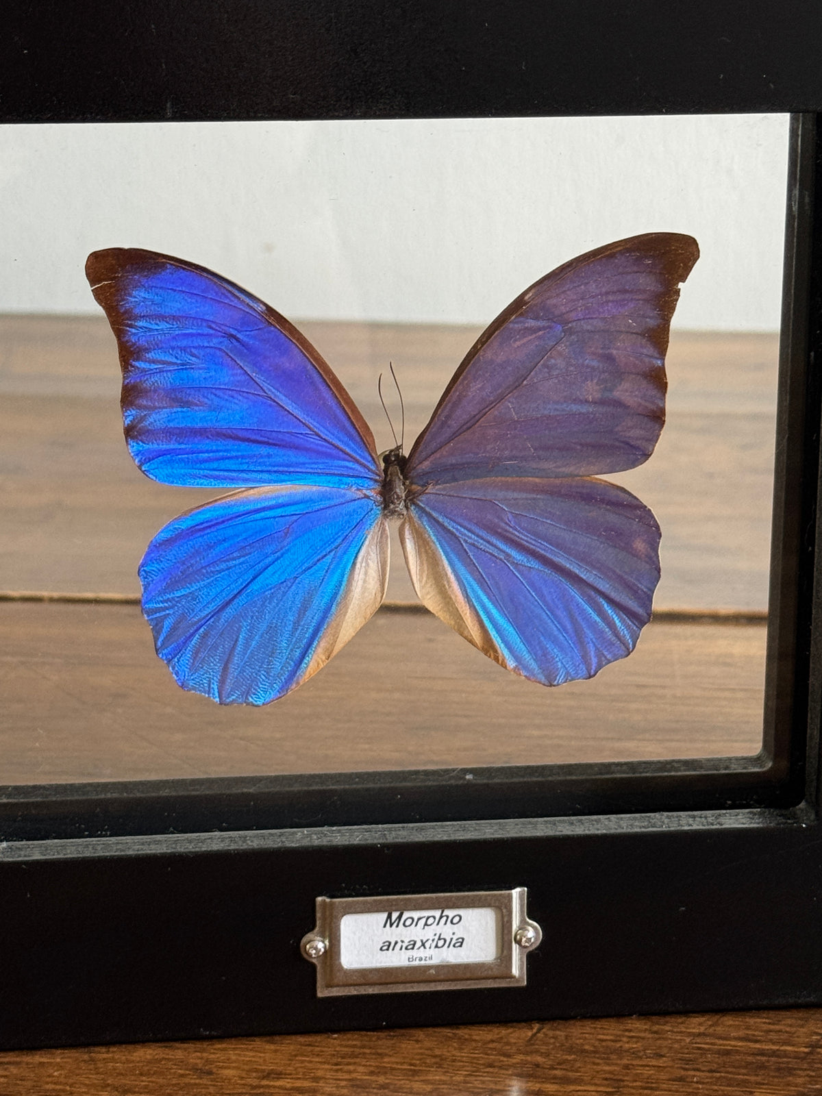 Real Butterfly Morpho Anaxibia from Brazil Shadow Box From Greenearth Jewels of Nature