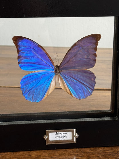 Real Butterfly Morpho Anaxibia from Brazil Shadow Box From Greenearth Jewels of Nature