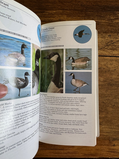 Vintage Bird Guide Book on Eastern Birds - An Audubon Handbook 1988