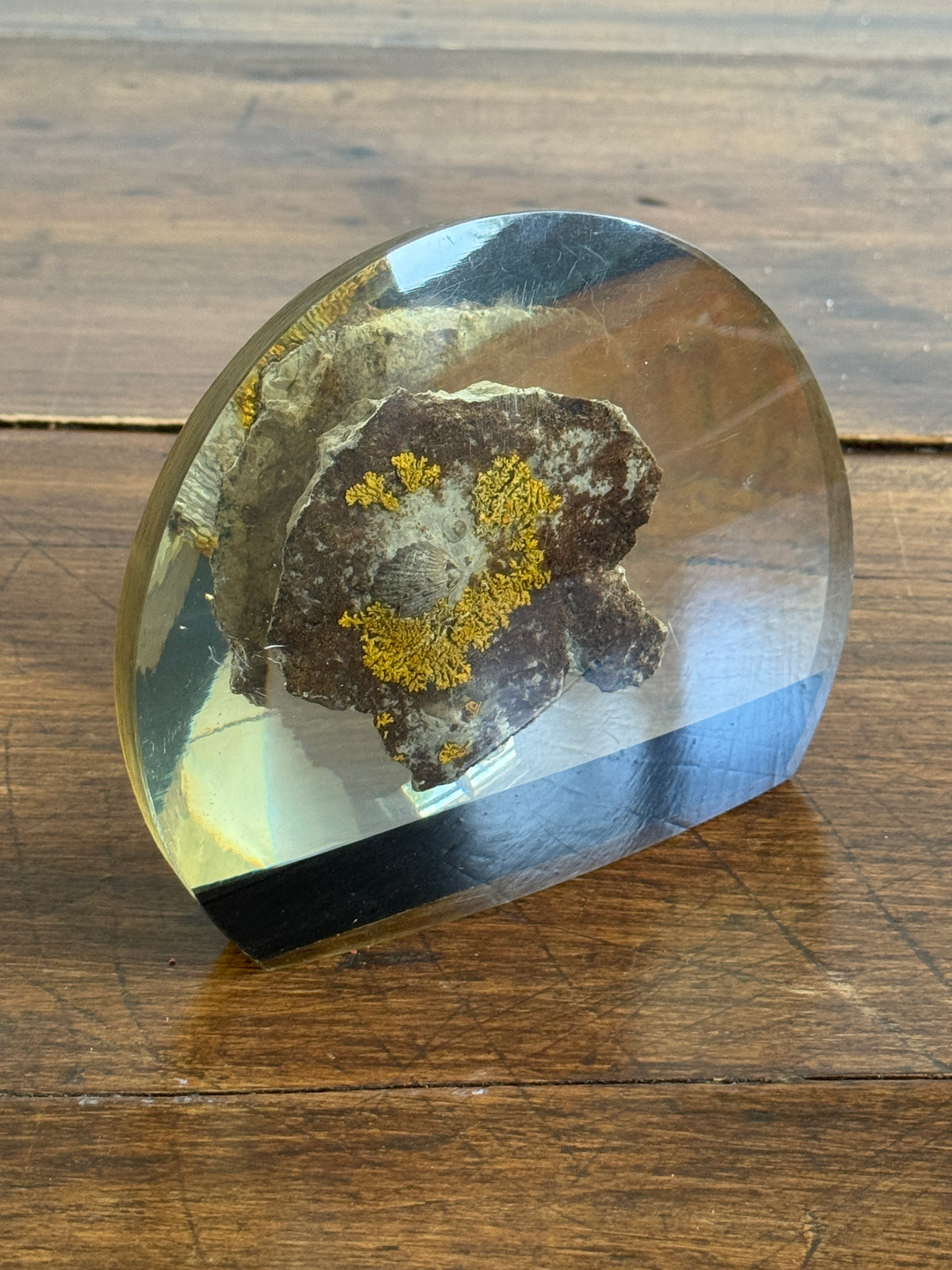 Shell Fossil on Stone with Lichen in Lucite/Acrylic Specimen Paperweight