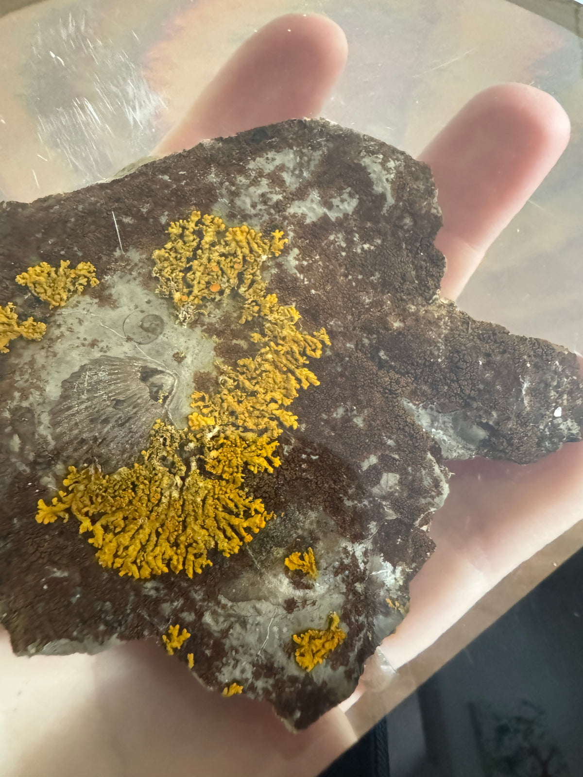 Shell Fossil on Stone with Lichen in Lucite/Acrylic Specimen Paperweight