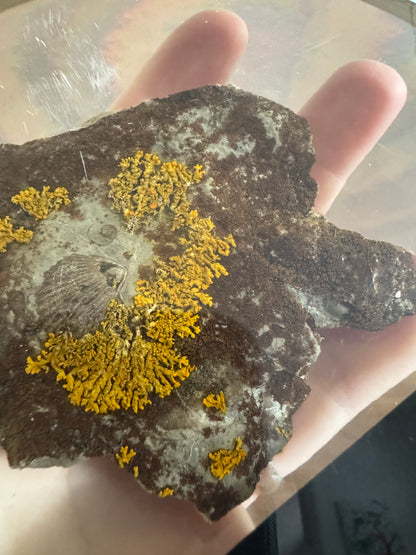 Shell Fossil on Stone with Lichen in Lucite/Acrylic Specimen Paperweight