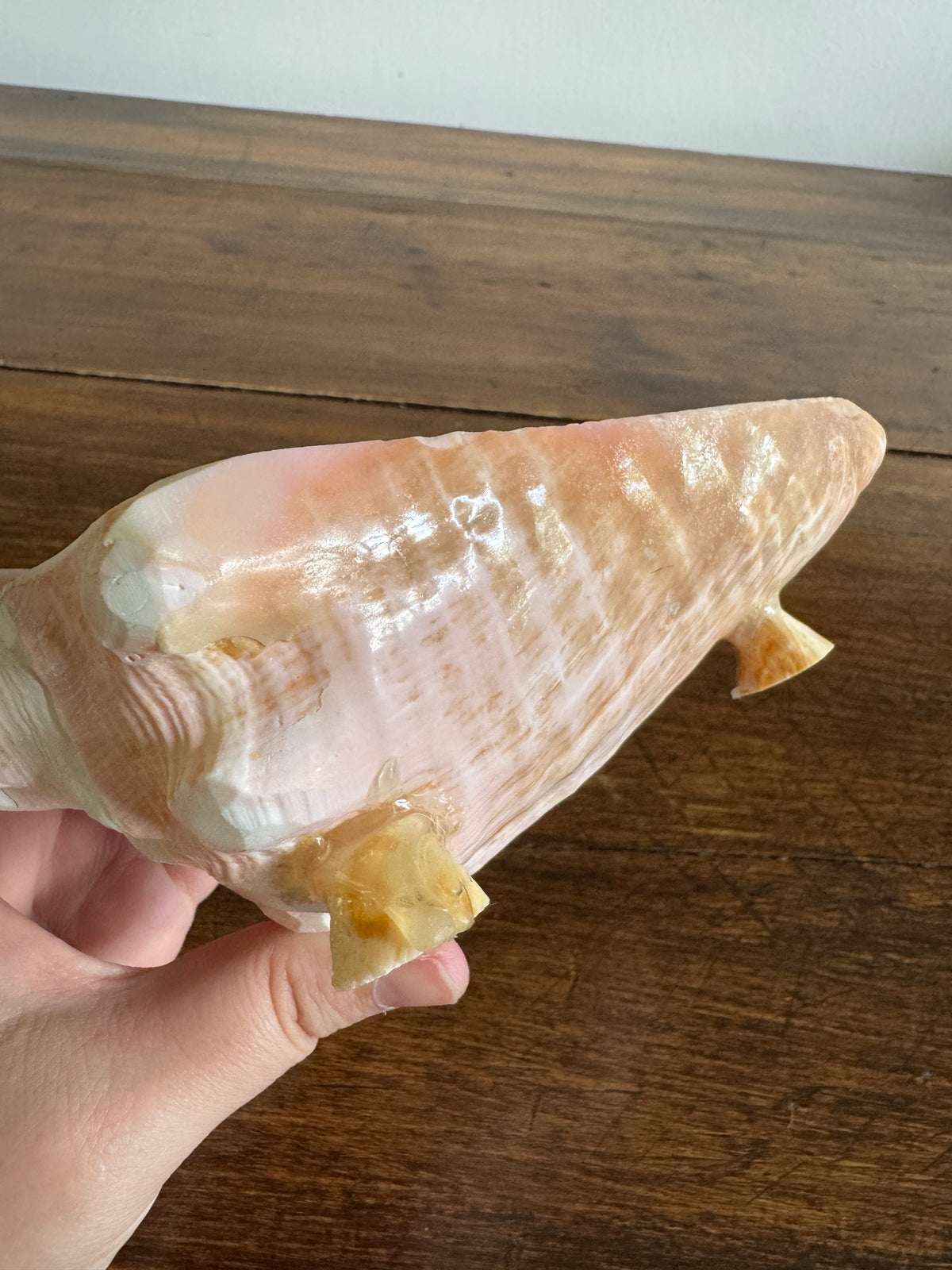 Carved Conch Shell Dish with Shell Spoon - Mermaid Dining Set