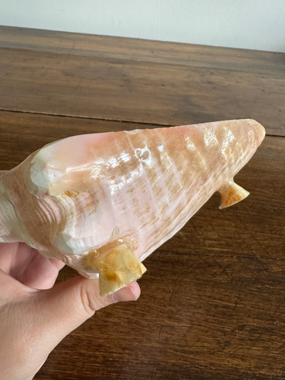 Carved Conch Shell Dish with Shell Spoon - Mermaid Dining Set