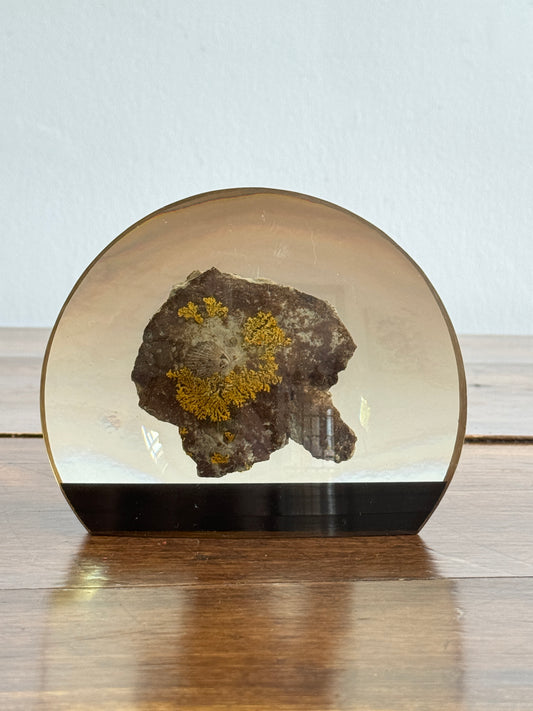 Shell Fossil on Stone with Lichen in Lucite/Acrylic Specimen Paperweight