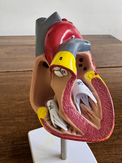 Plastic Learning Heart Model with Removable Cover and Numbered Areas