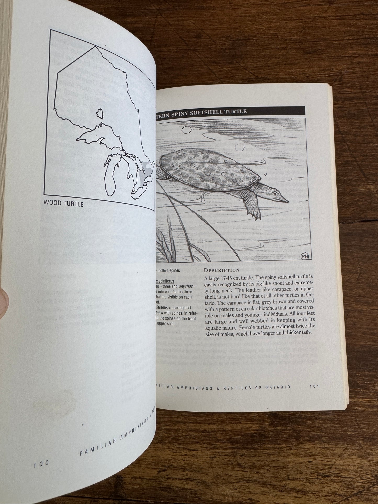Amphibian and Reptiles of Ontario Reference Book by Bob Johnson
