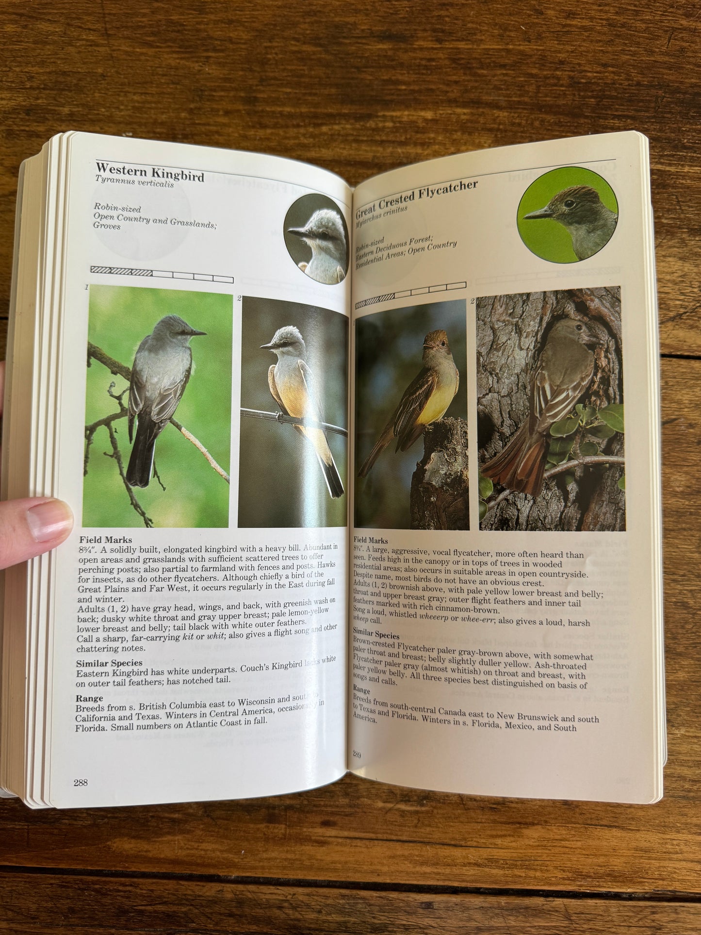 Vintage Bird Guide Book on Eastern Birds - An Audubon Handbook 1988