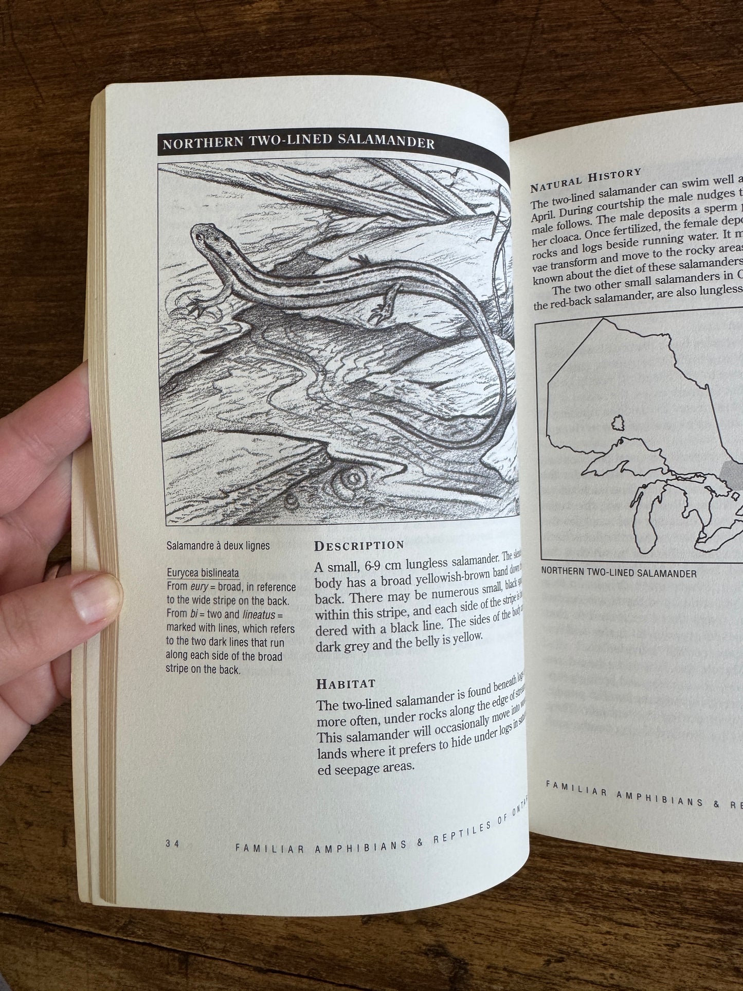 Amphibian and Reptiles of Ontario Reference Book by Bob Johnson