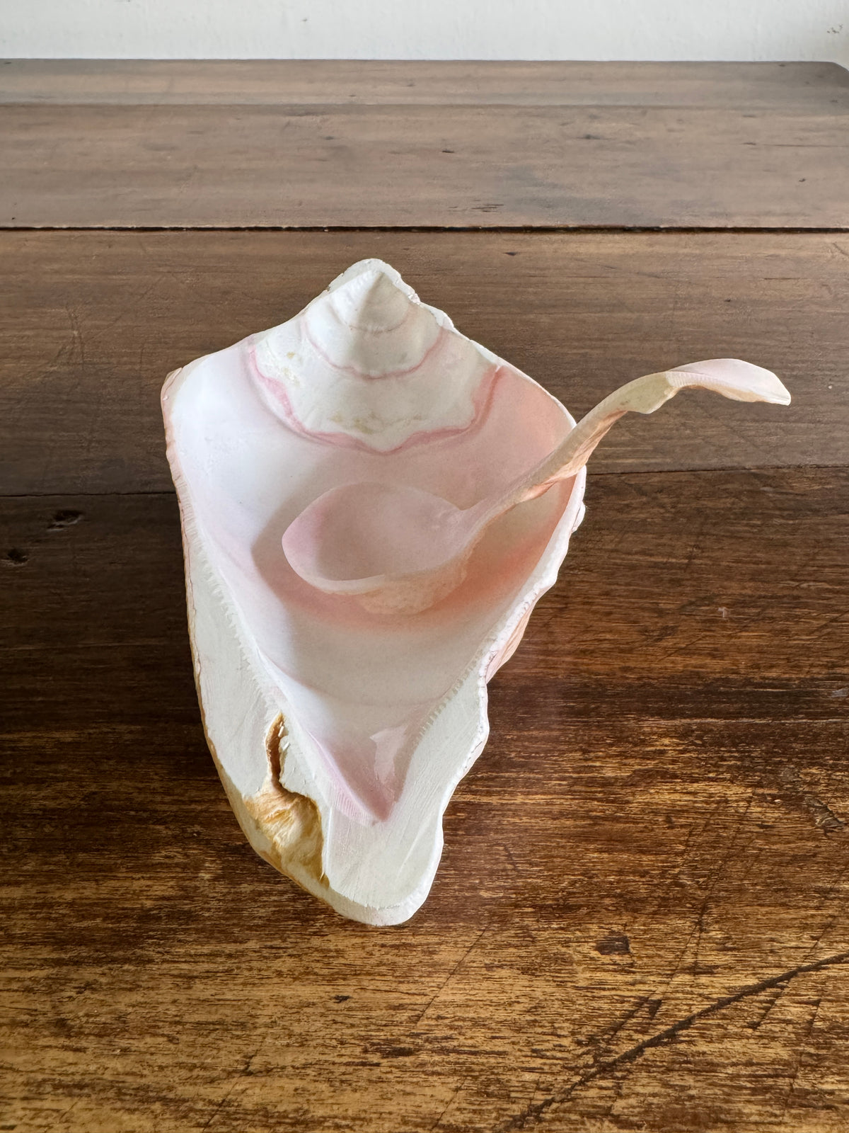Carved Conch Shell Dish with Shell Spoon - Mermaid Dining Set