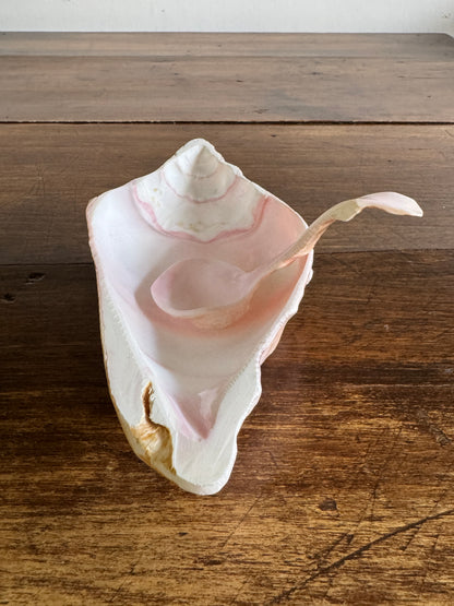 Carved Conch Shell Dish with Shell Spoon - Mermaid Dining Set