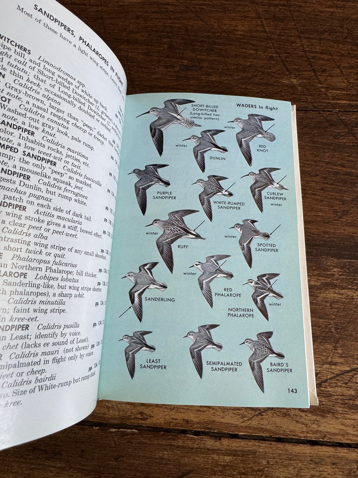 Peterson Field Guide Eastern Birds Guide Book by Roger Tory Peterson - Fourth Edition Printed USA