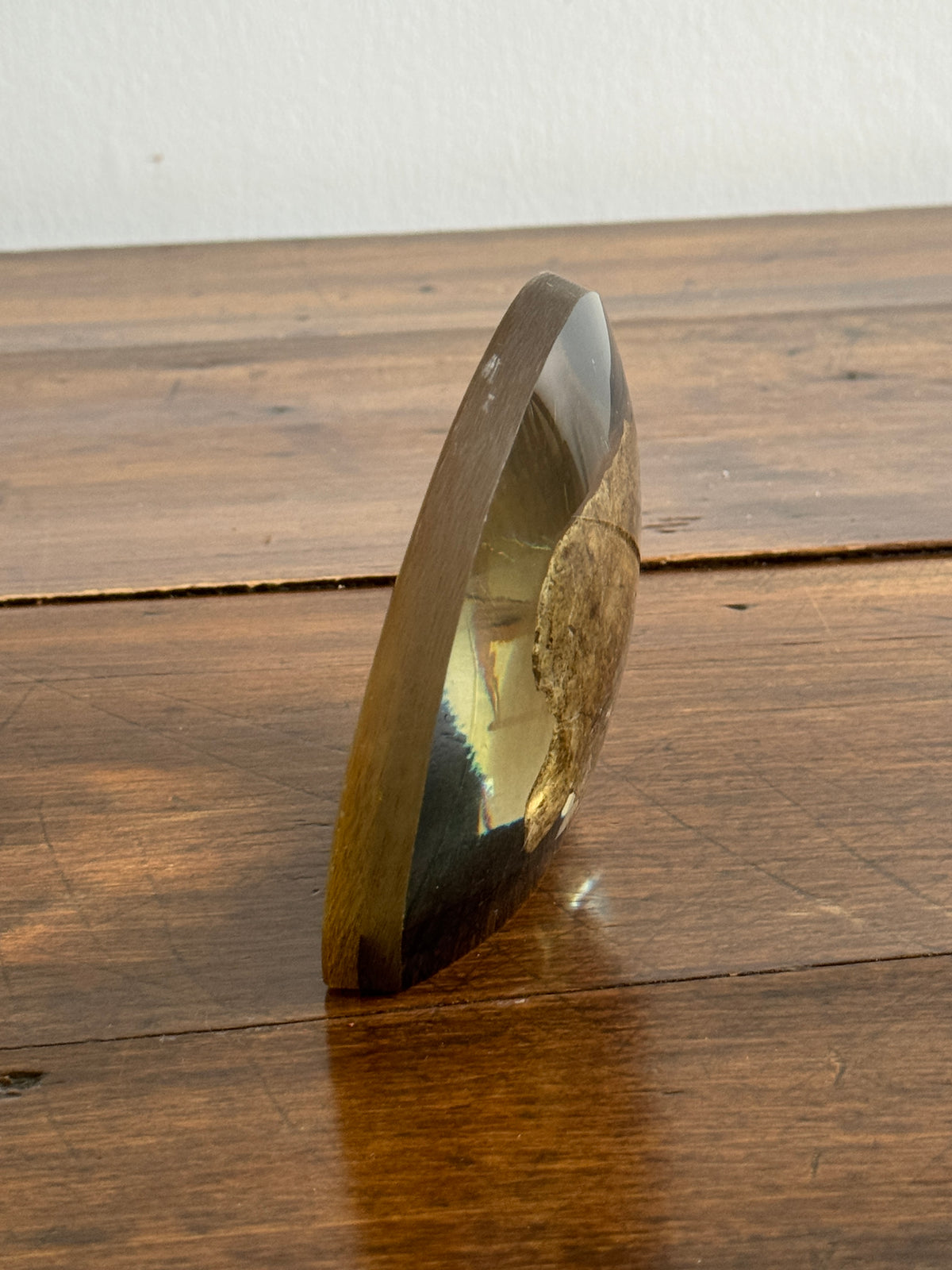 Shell Fossil on Stone with Lichen in Lucite/Acrylic Specimen Paperweight