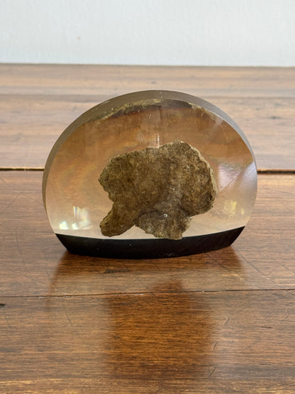 Shell Fossil on Stone with Lichen in Lucite/Acrylic Specimen Paperweight