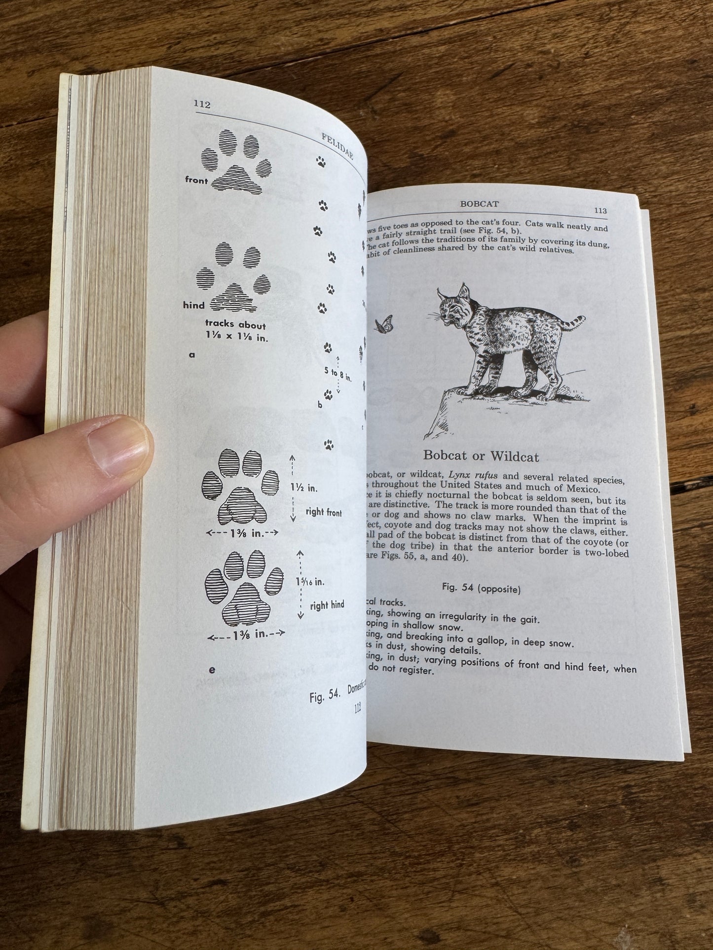 Peterson Field Guide Animal Tracks Guide Book by Olaus J. Murie - Second Edition Printed USA