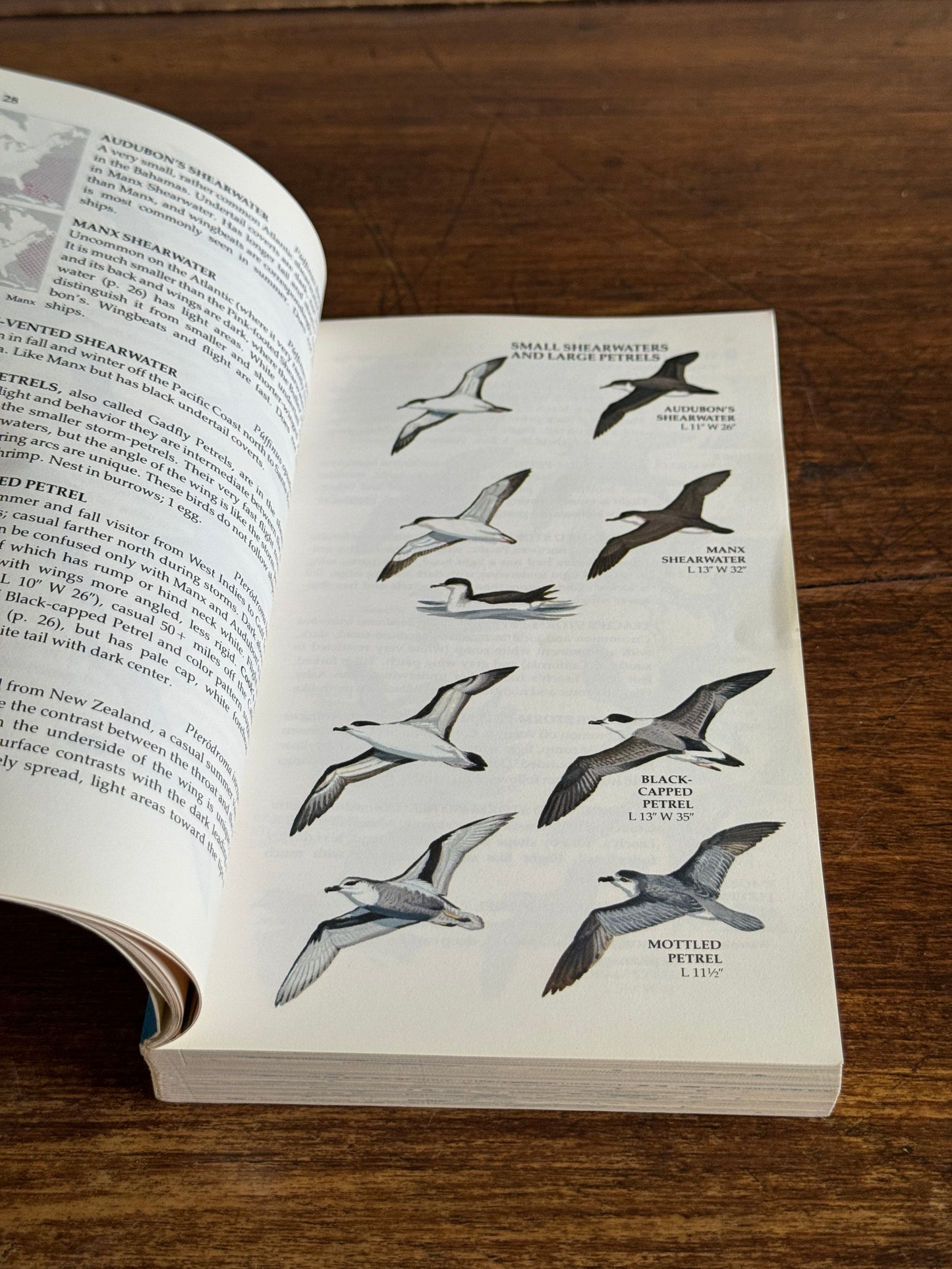 North American Birds Pocket Guide Book - Golden Books