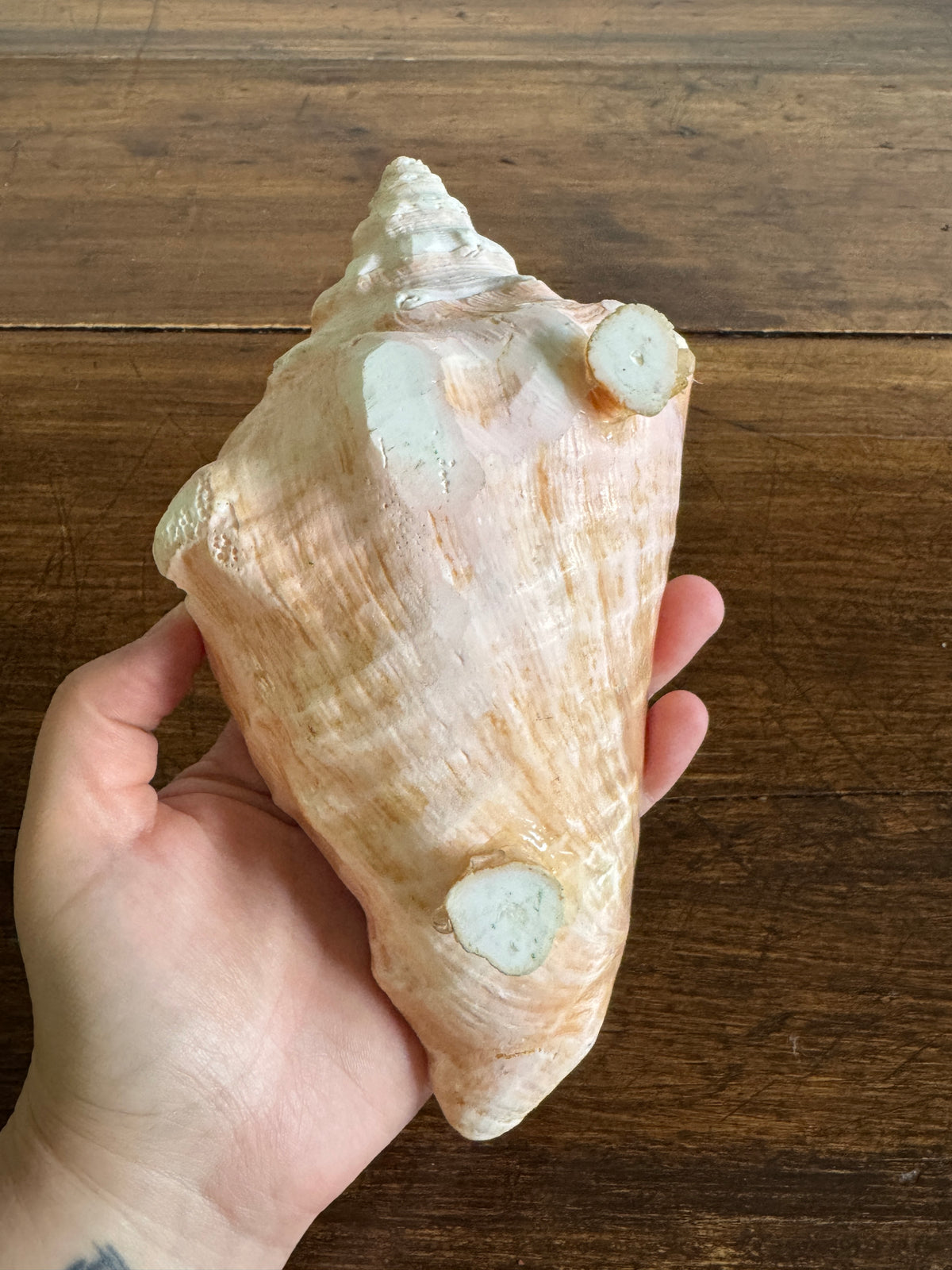 Carved Conch Shell Dish with Shell Spoon - Mermaid Dining Set