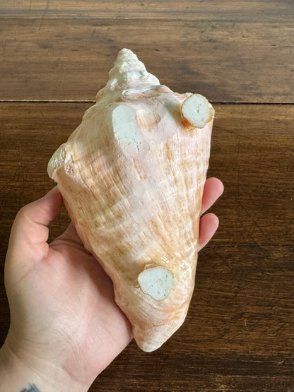 Carved Conch Shell Dish with Shell Spoon - Mermaid Dining Set