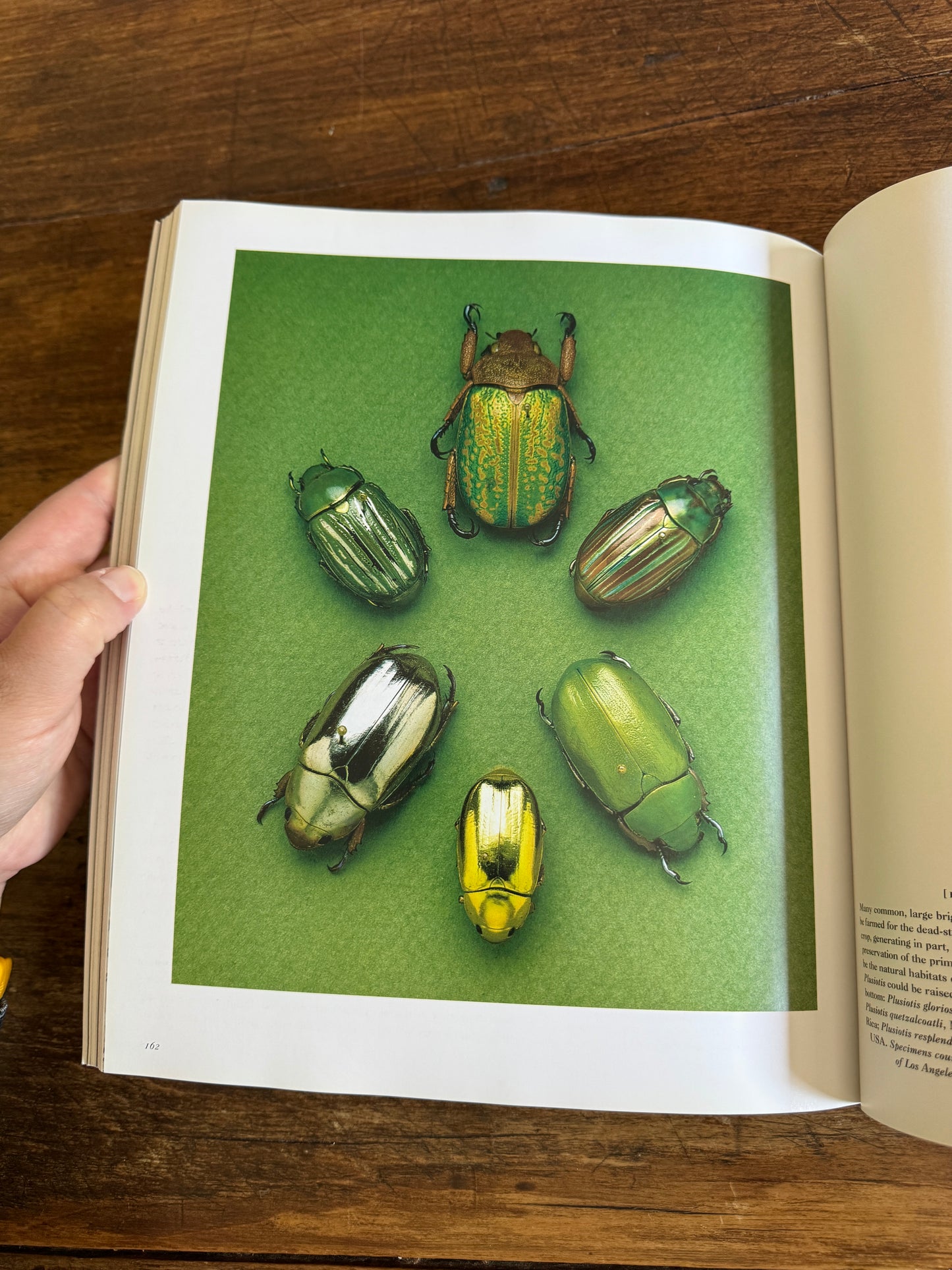 An Inordinate Fondness for Beetles Book by Evans and Bellamy 2000 - Printed in PR China