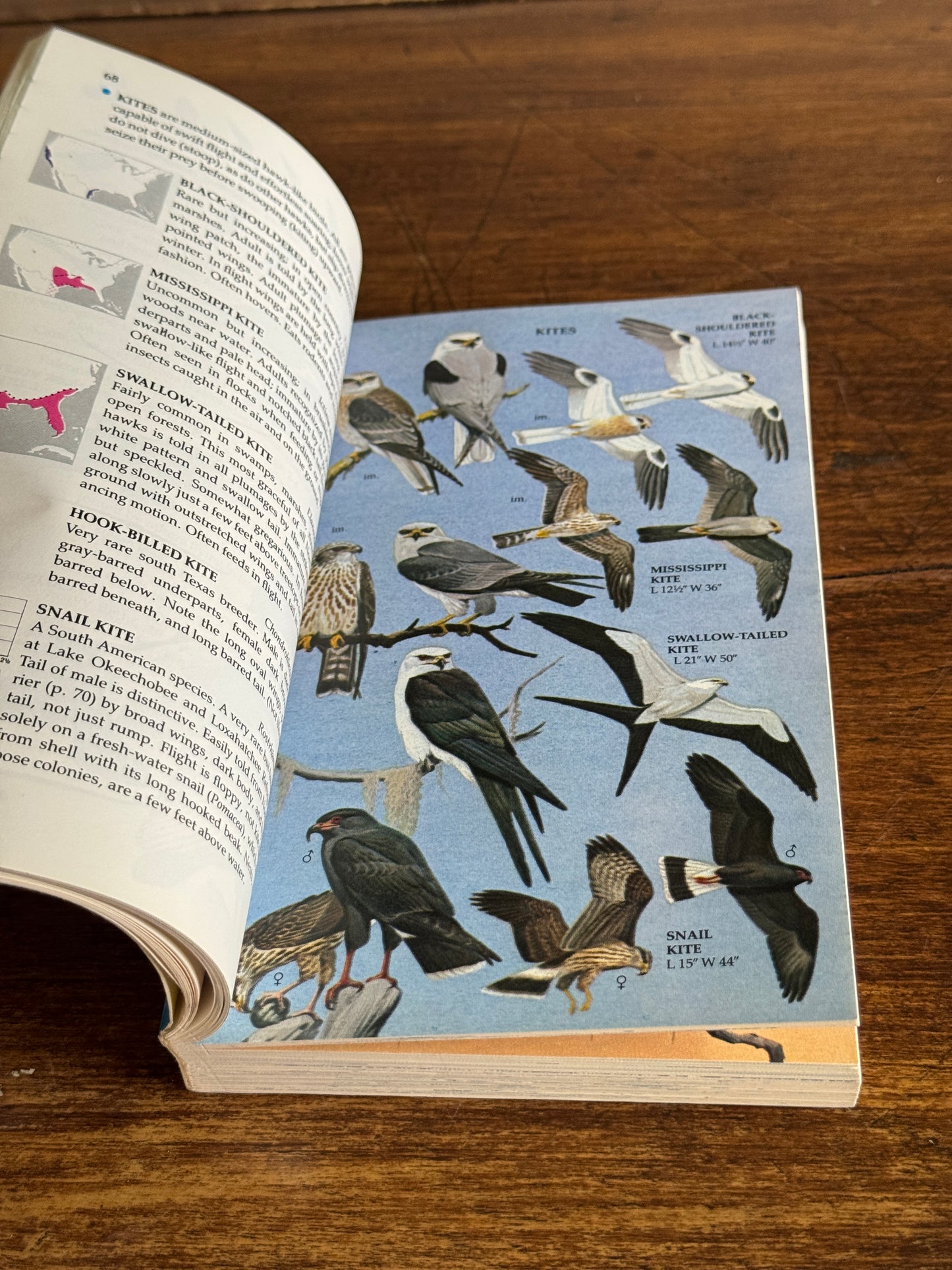 North American Birds Pocket Guide Book - Golden Books