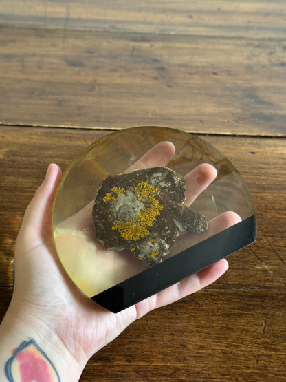Shell Fossil on Stone with Lichen in Lucite/Acrylic Specimen Paperweight