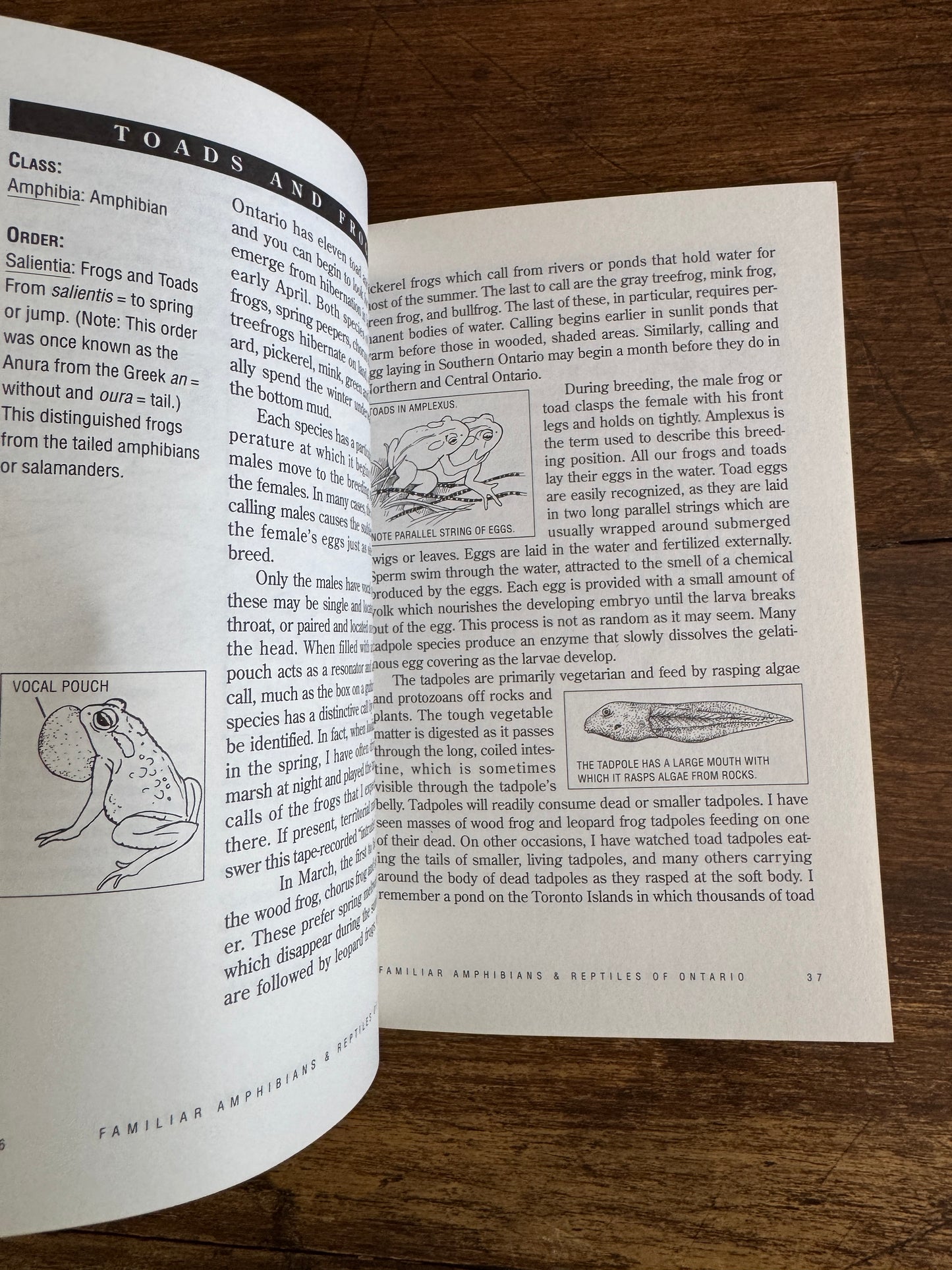 Amphibian and Reptiles of Ontario Reference Book by Bob Johnson