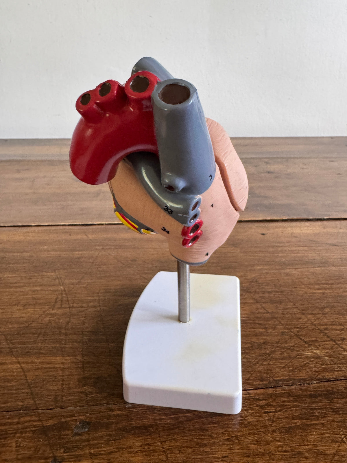 Plastic Learning Heart Model with Removable Cover and Numbered Areas