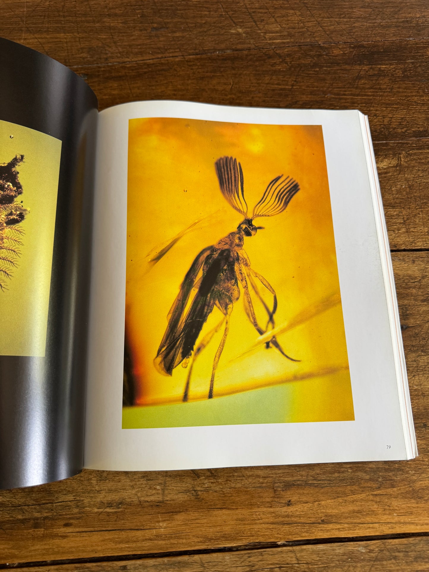 An Inordinate Fondness for Beetles Book by Evans and Bellamy 2000 - Printed in PR China