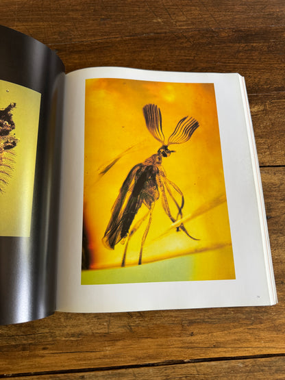 An Inordinate Fondness for Beetles Book by Evans and Bellamy 2000 - Printed in PR China