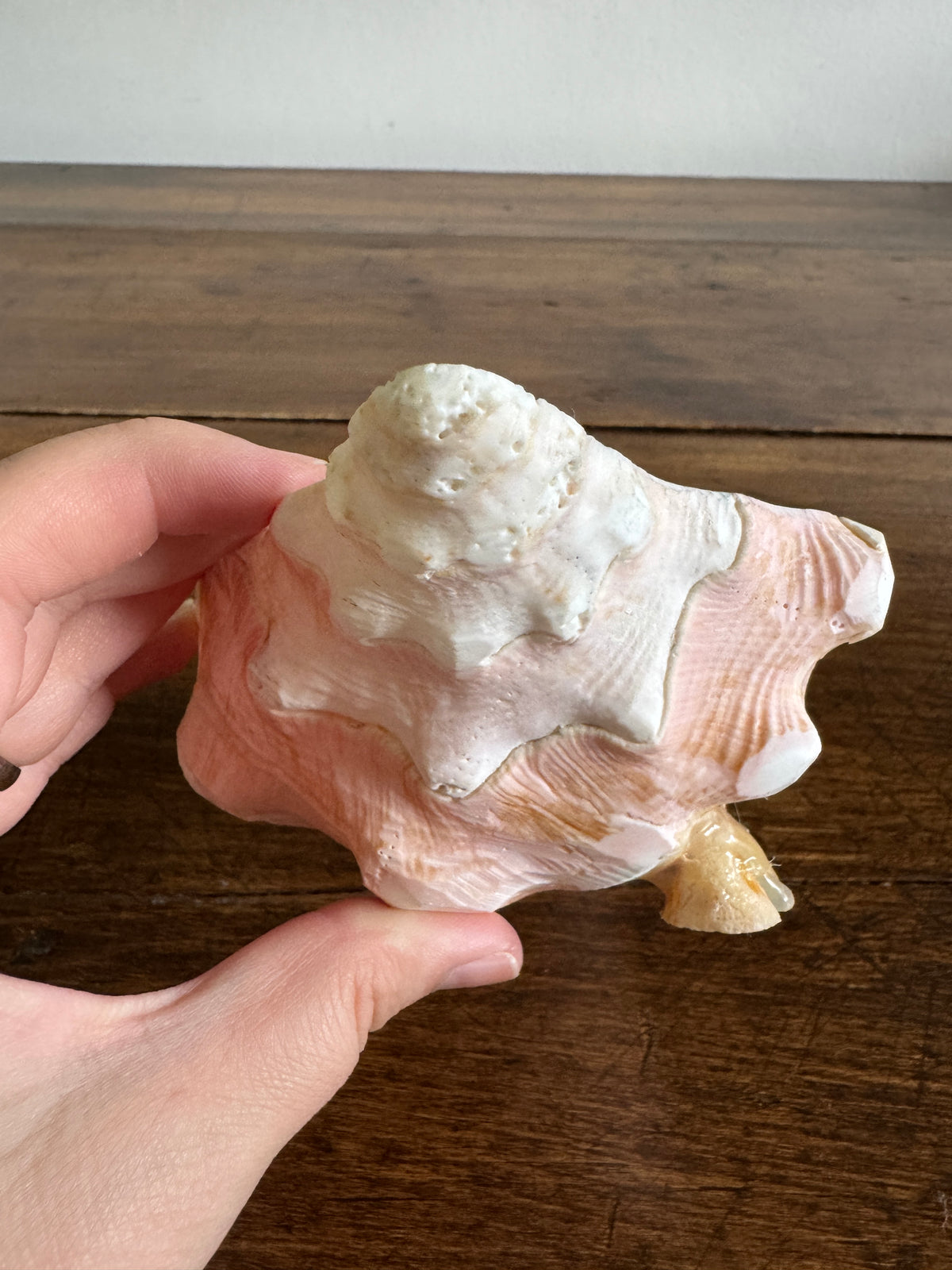Carved Conch Shell Dish with Shell Spoon - Mermaid Dining Set