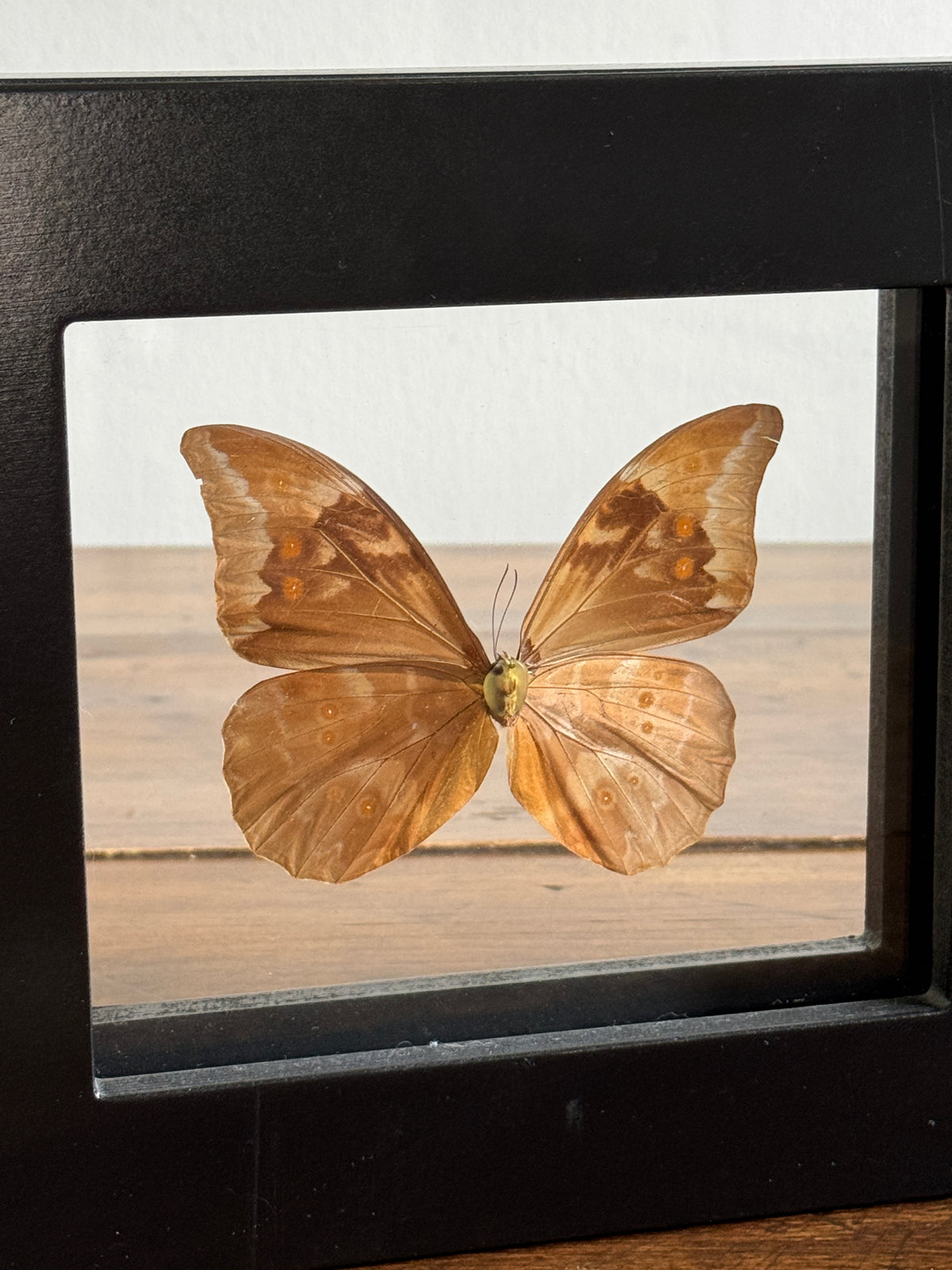 Real Butterfly Morpho Anaxibia from Brazil Shadow Box From Greenearth Jewels of Nature