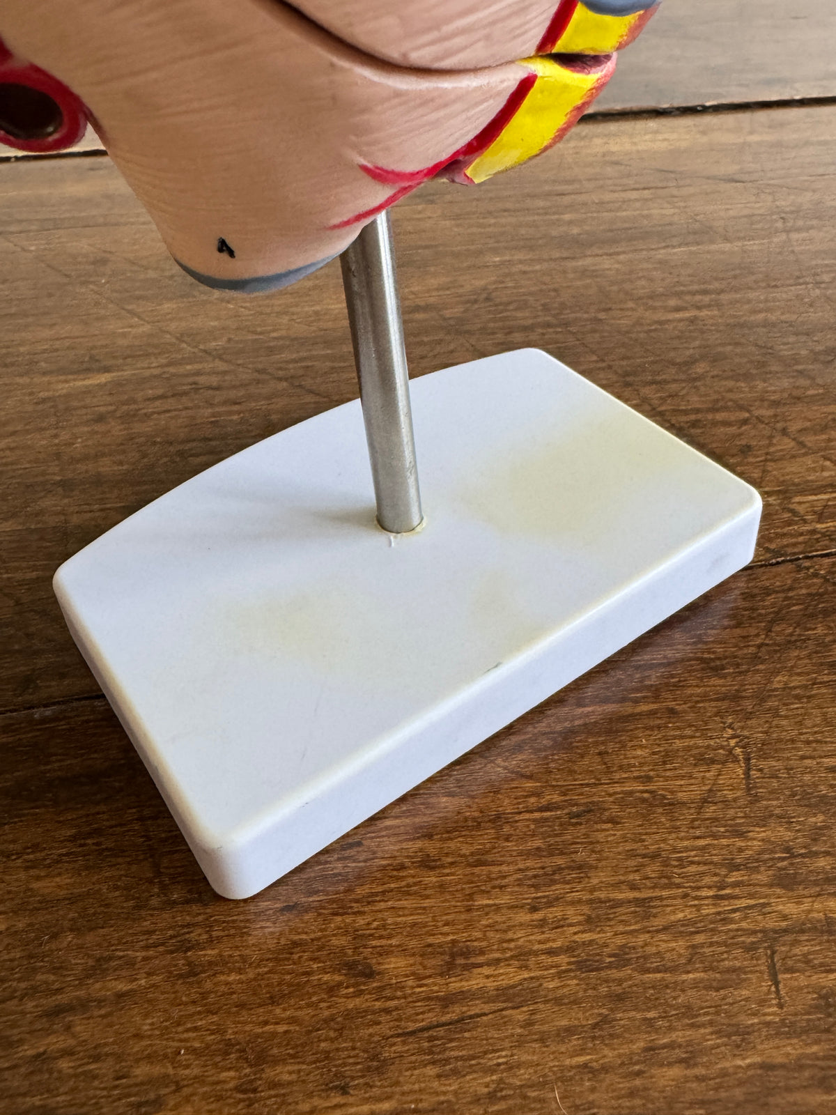 Plastic Learning Heart Model with Removable Cover and Numbered Areas