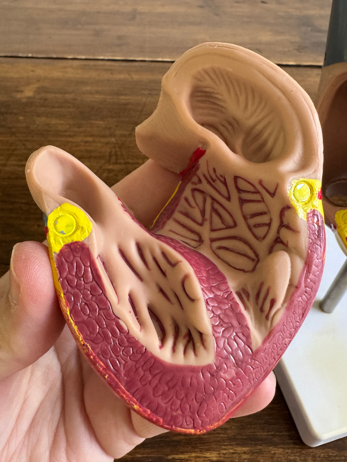 Plastic Learning Heart Model with Removable Cover and Numbered Areas