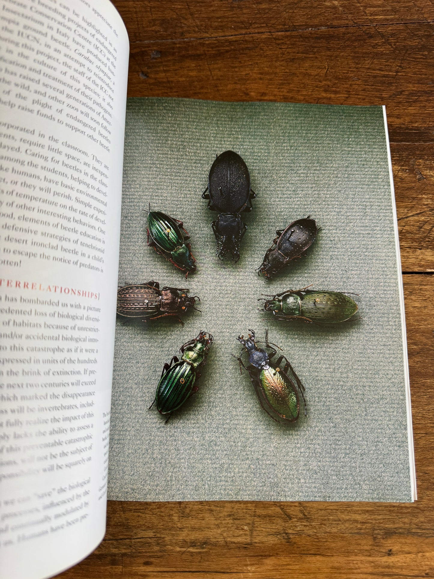 An Inordinate Fondness for Beetles Book by Evans and Bellamy 2000 - Printed in PR China