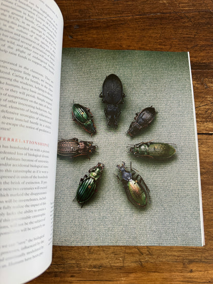 An Inordinate Fondness for Beetles Book by Evans and Bellamy 2000 - Printed in PR China
