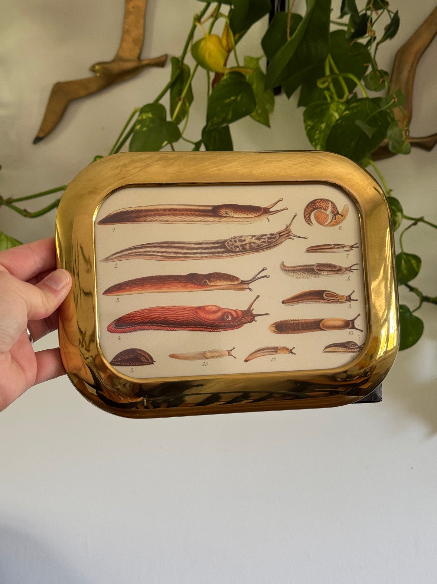 Medium Rounded Brass Frame and Slug Art Print