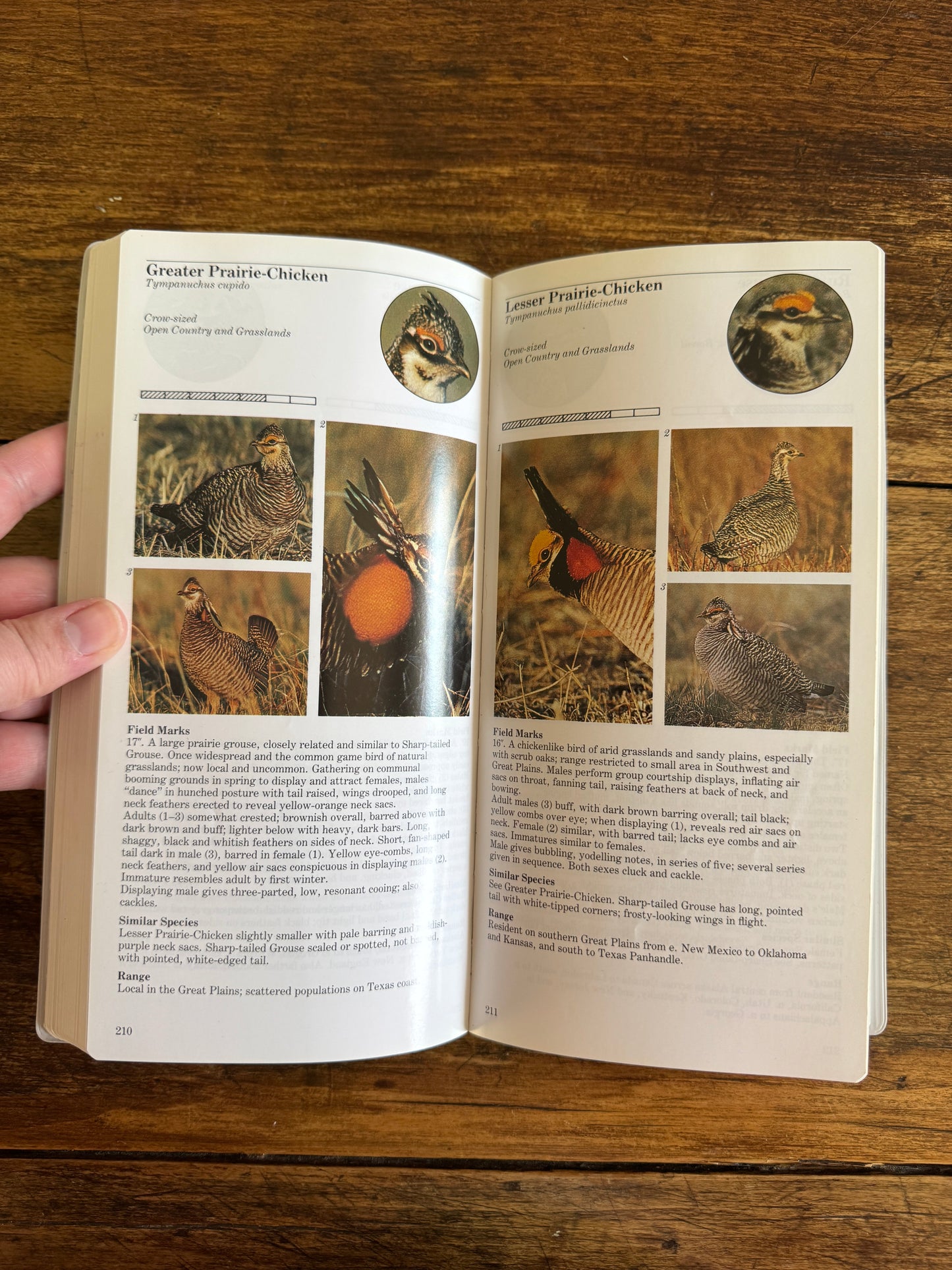 Vintage Bird Guide Book on Eastern Birds - An Audubon Handbook 1988