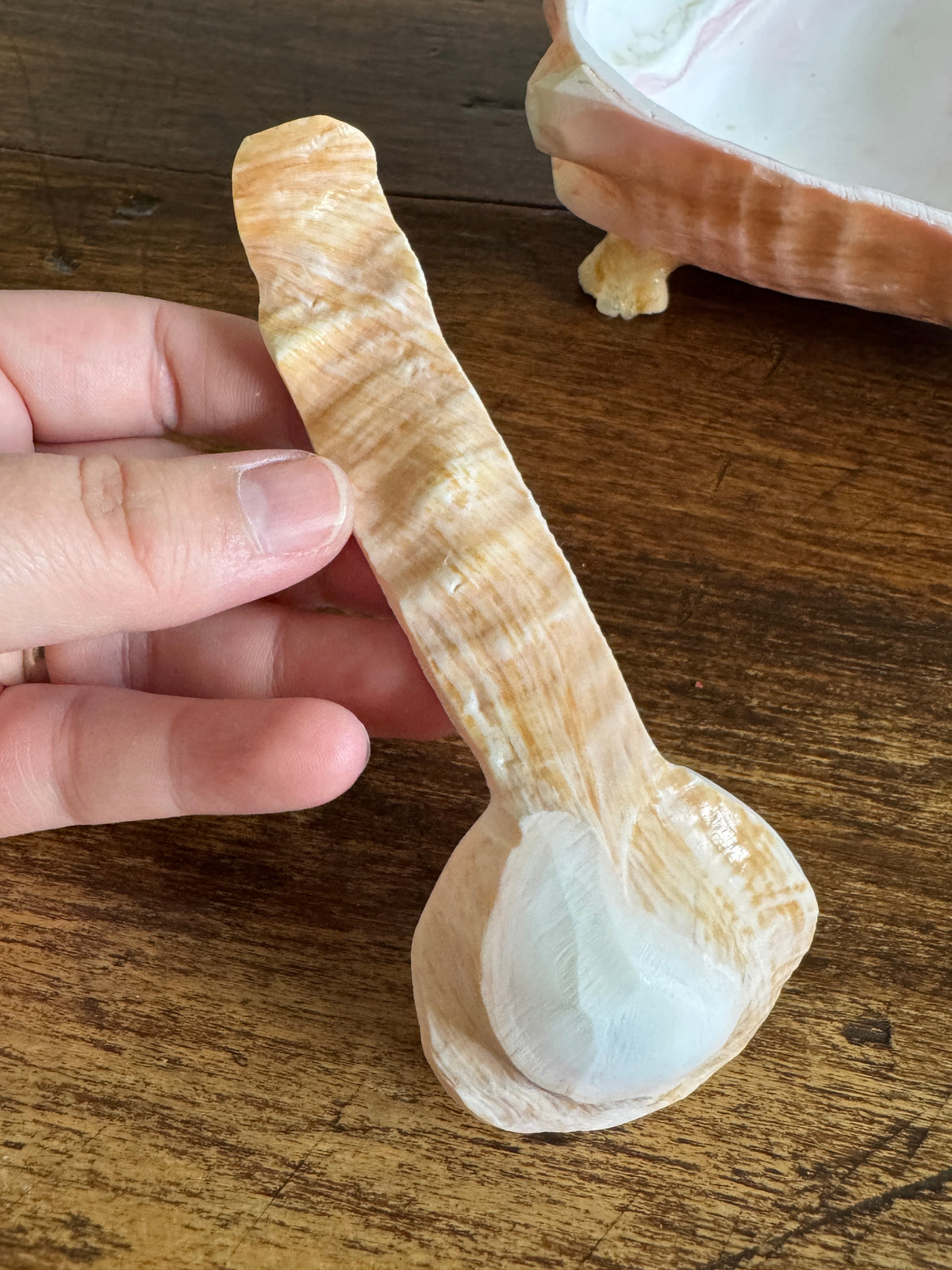 Carved Conch Shell Dish with Shell Spoon - Mermaid Dining Set