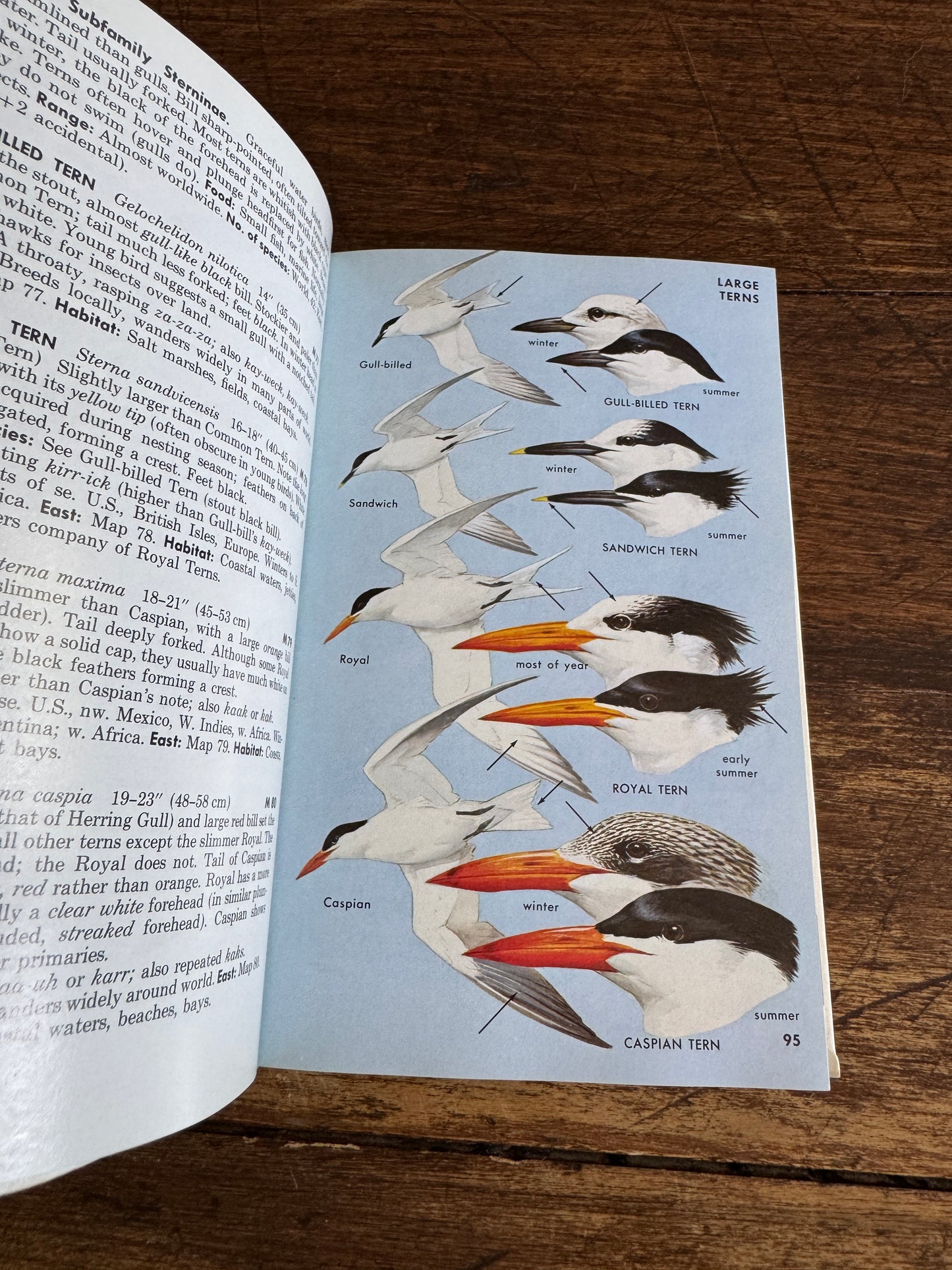 Peterson Field Guide Eastern Birds Guide Book by Roger Tory Peterson - Fourth Edition Printed USA