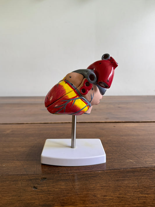Plastic Learning Heart Model with Removable Cover and Numbered Areas