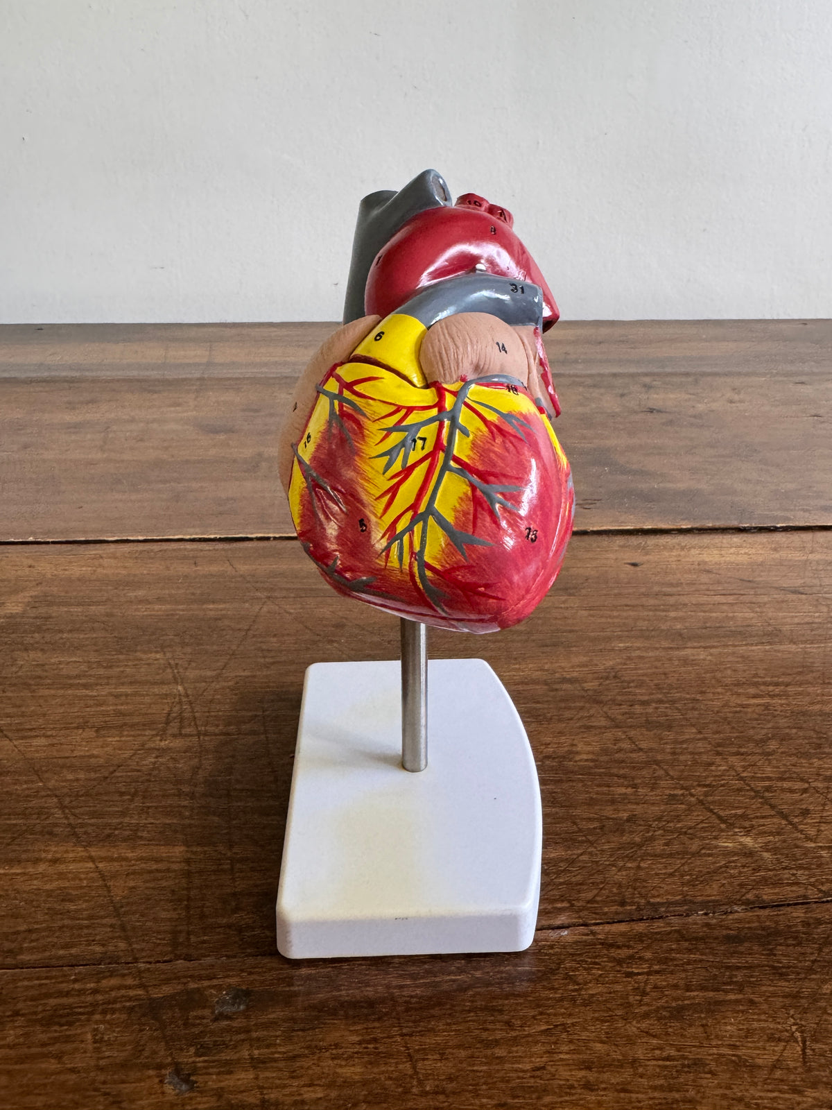Plastic Learning Heart Model with Removable Cover and Numbered Areas