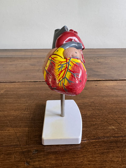 Plastic Learning Heart Model with Removable Cover and Numbered Areas