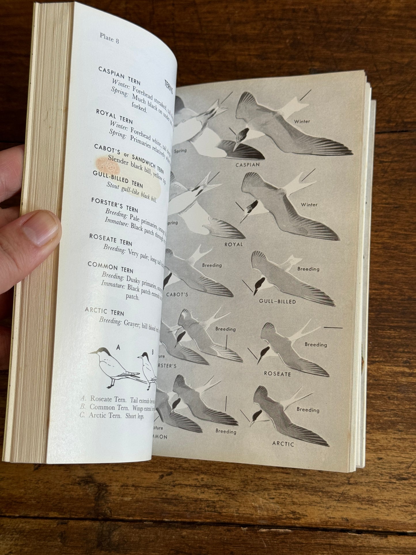 Field Guide to the Birds Reference Book - Eastern Land and Water Birds by Roger Tory Peterson