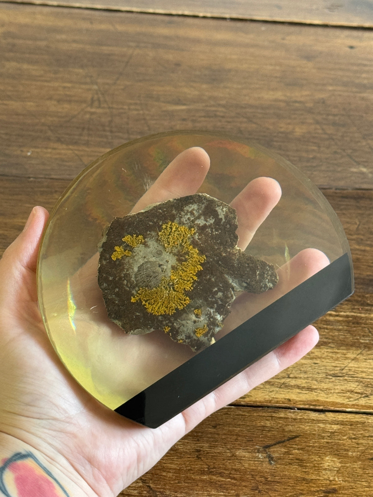 Shell Fossil on Stone with Lichen in Lucite/Acrylic Specimen Paperweight