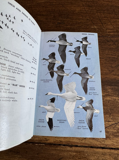Peterson Field Guide Eastern Birds Guide Book by Roger Tory Peterson - Fourth Edition Printed USA