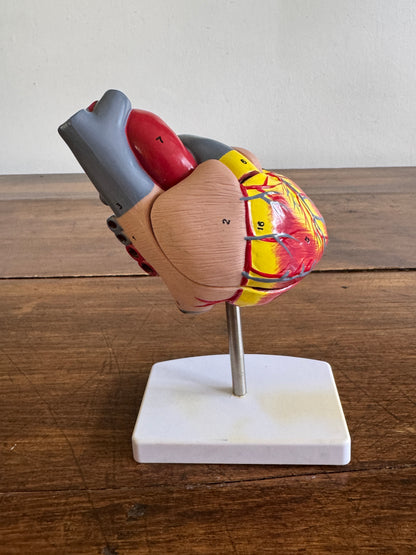 Plastic Learning Heart Model with Removable Cover and Numbered Areas