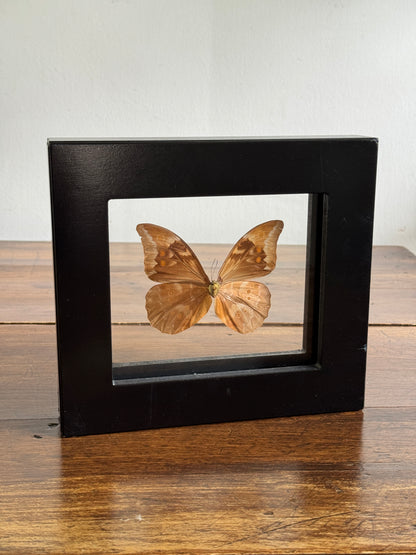Real Butterfly Morpho Anaxibia from Brazil Shadow Box From Greenearth Jewels of Nature