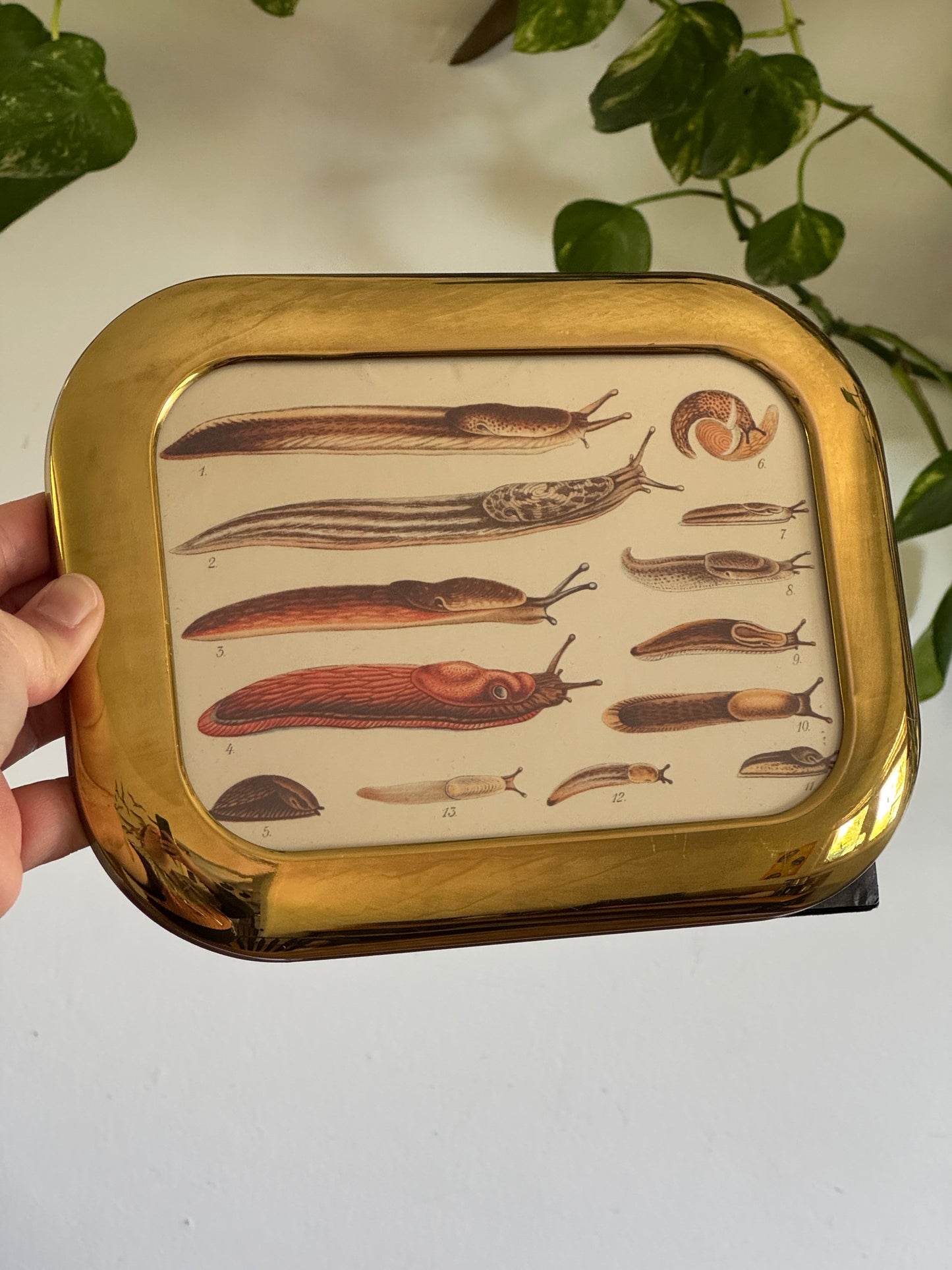 Medium Rounded Brass Frame and Slug Art Print